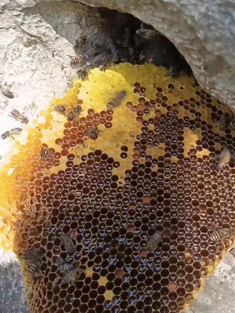 寻蜂找蜂王 应用实拍